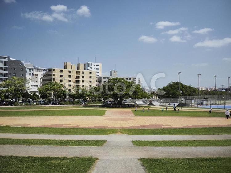 新都心公園のガジュマル（沖縄県那覇市）