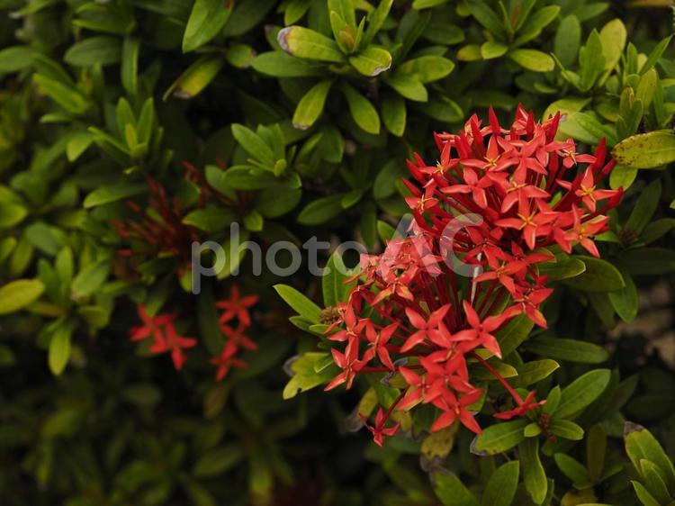 赤いサンタンカ（沖縄県那覇市）