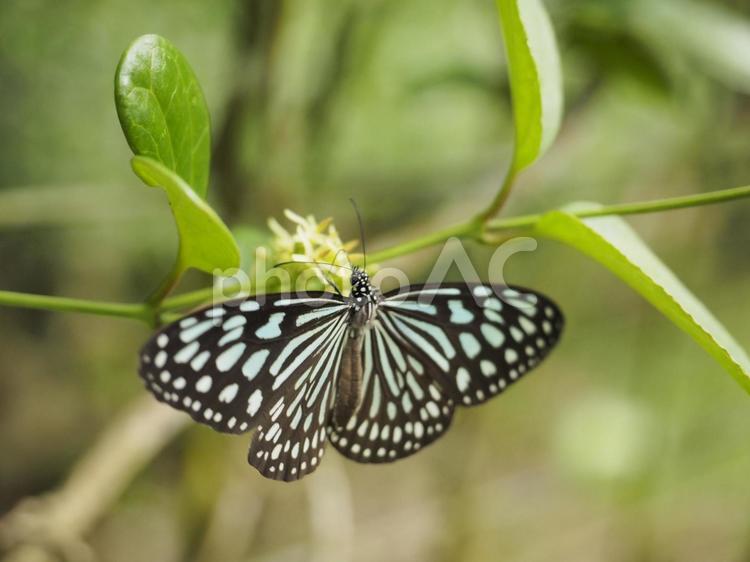リュウキュウアサギマダラ（沖縄県那覇市）