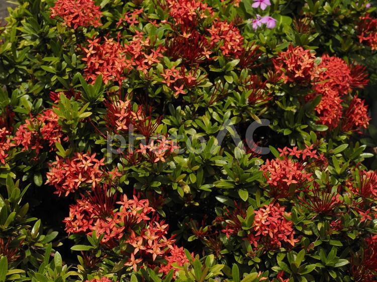 赤いサンタンカ