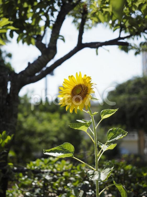 ひまわりの花（沖縄県那覇市）