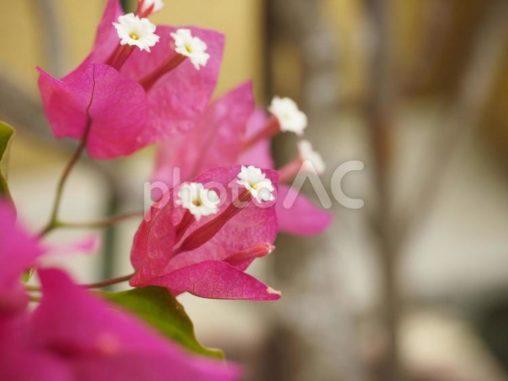 ブーゲンビリアの花（沖縄県那覇市）