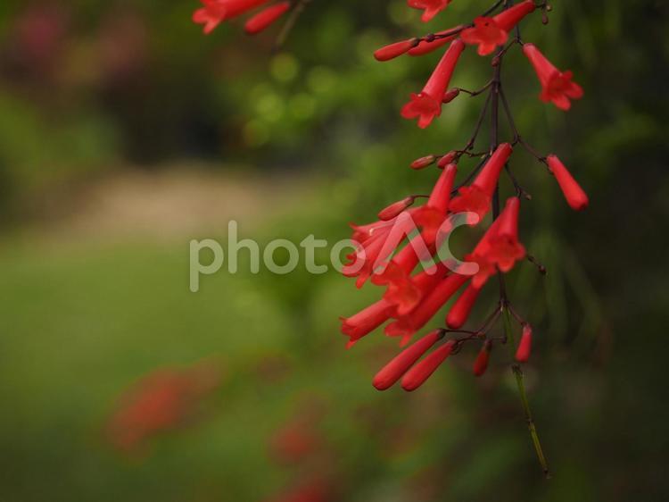 ハナチョウジ（沖縄県那覇市）