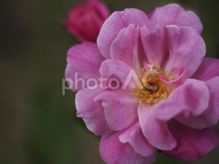 ピンクのバラの花〔島バラ〕