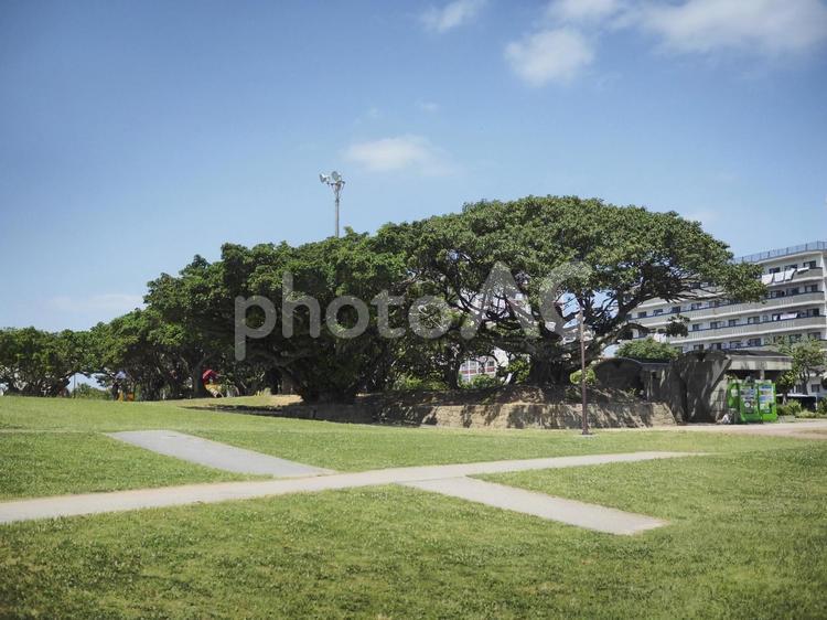 新都心公園のガジュマル（沖縄県那覇市）