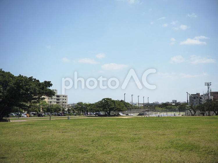 新都心公園のガジュマル（沖縄県那覇市）
