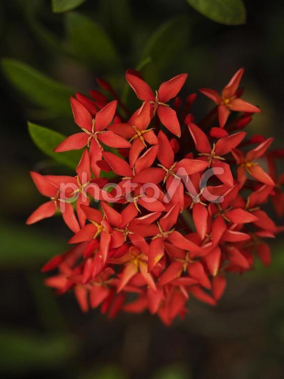 赤いサンタンカ（沖縄県那覇市）