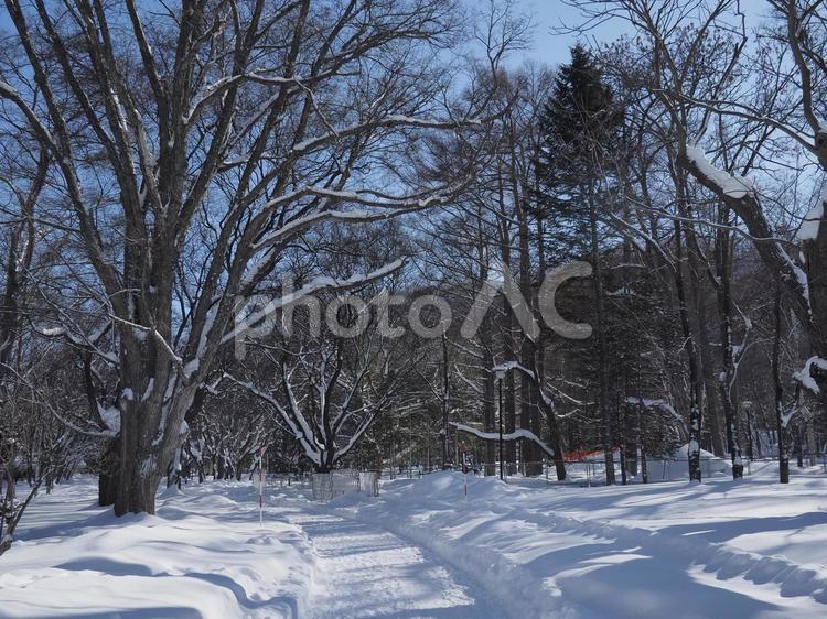 積雪の円山公園（北海道札幌市）