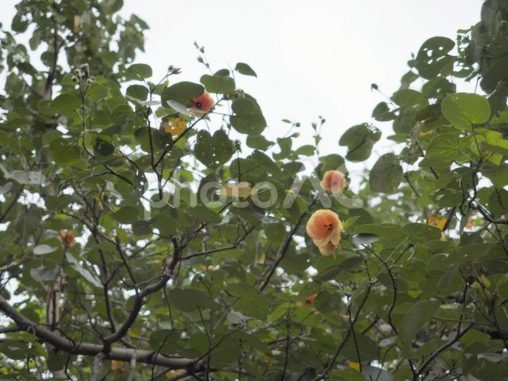 オオハマボウの花（沖縄県那覇市）