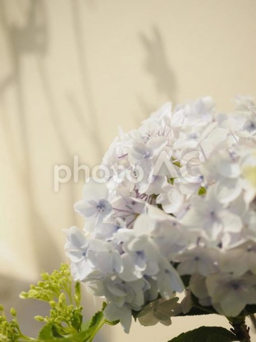 白いアジサイの花