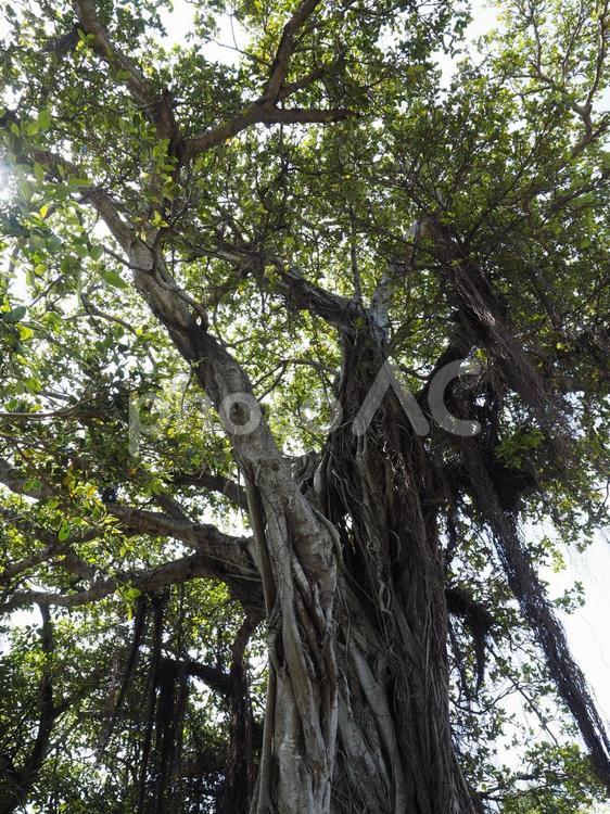 ガジュマル、希望ヶ丘公園（沖縄県那覇市）