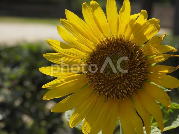 ひまわりの花（沖縄県那覇市）