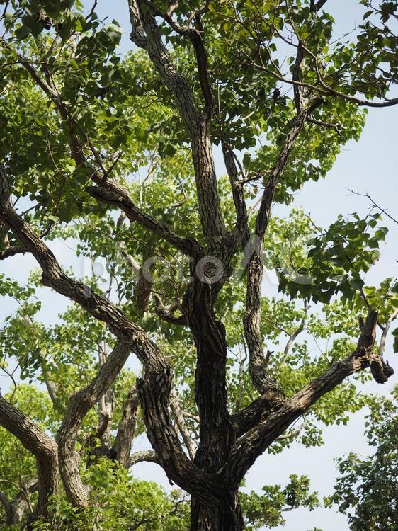 ナンキンハゼの木