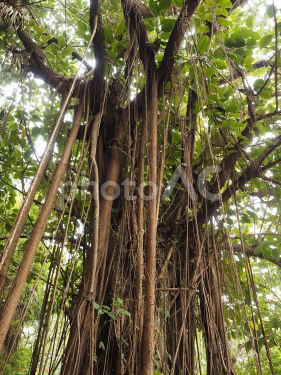 インドゴムノキ（沖縄県那覇市）