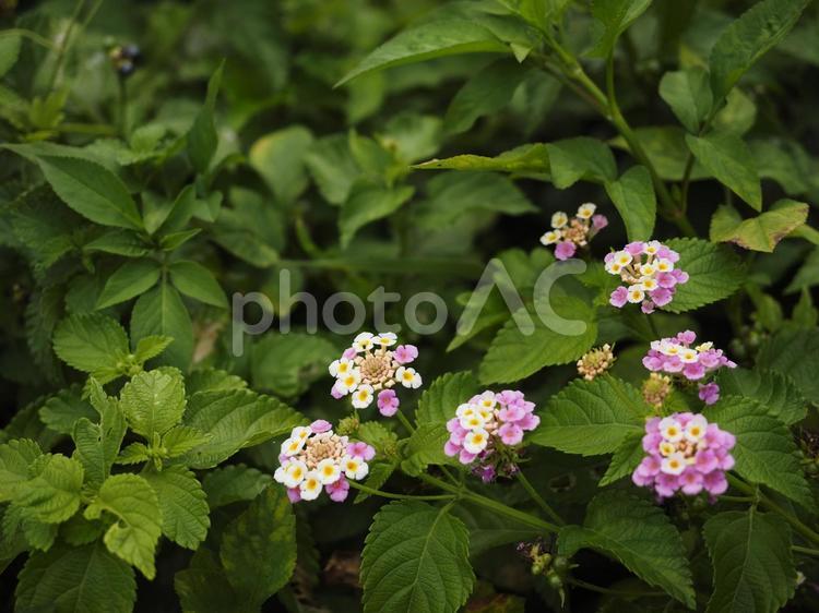 ピンクと白のランタナ（沖縄県那覇市）