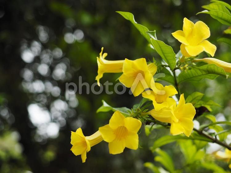 イエローアラマンダ（沖縄県那覇市）