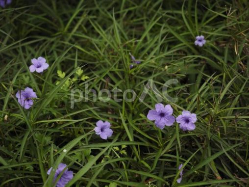 ムラサキルエリア（沖縄県浦添市）