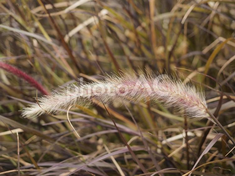 パープルファウンテングラス（沖縄県那覇）