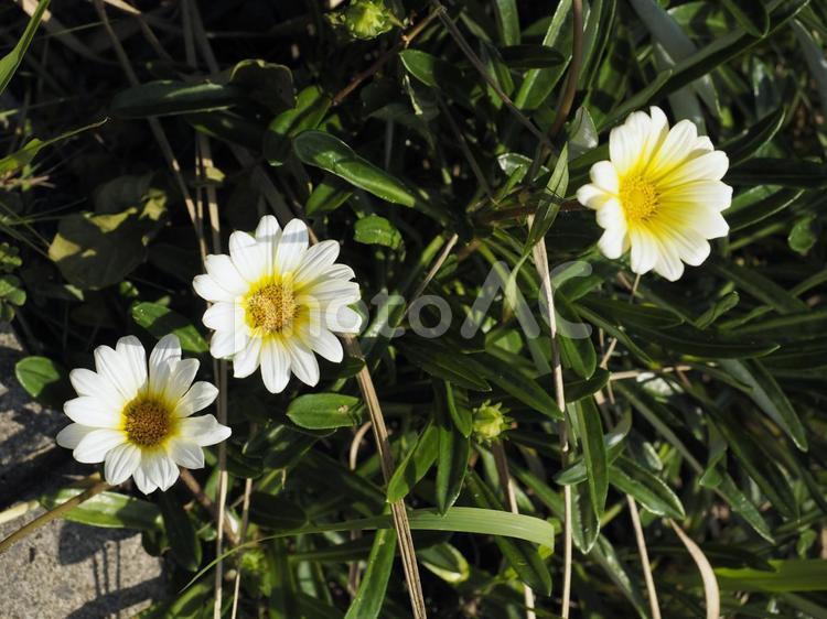 ガザニアの白い花