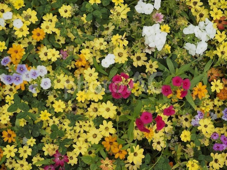 花壇の花々（百日草〔ジニア〕フロックス）