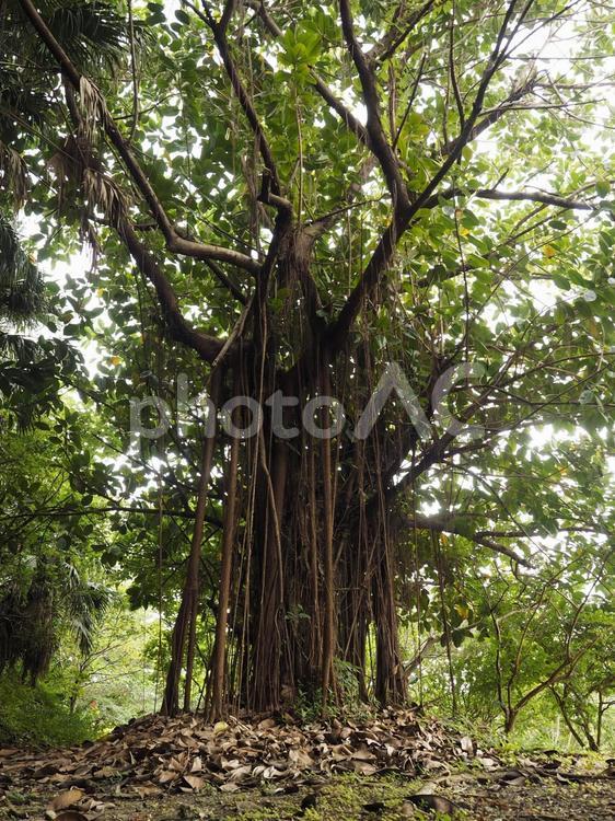 インドゴムノキ（沖縄県那覇市）