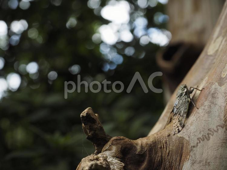 ニイニイゼミ（沖縄県那覇市）