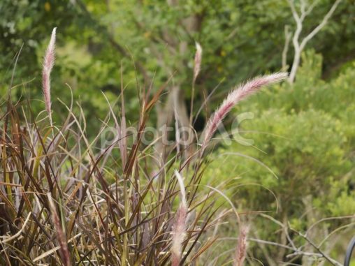 パープルファウンテングラス（沖縄県那覇）