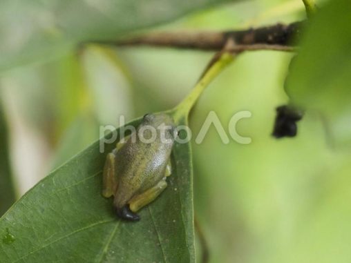 カエル（幼体と成体の間）（沖縄県那覇市）