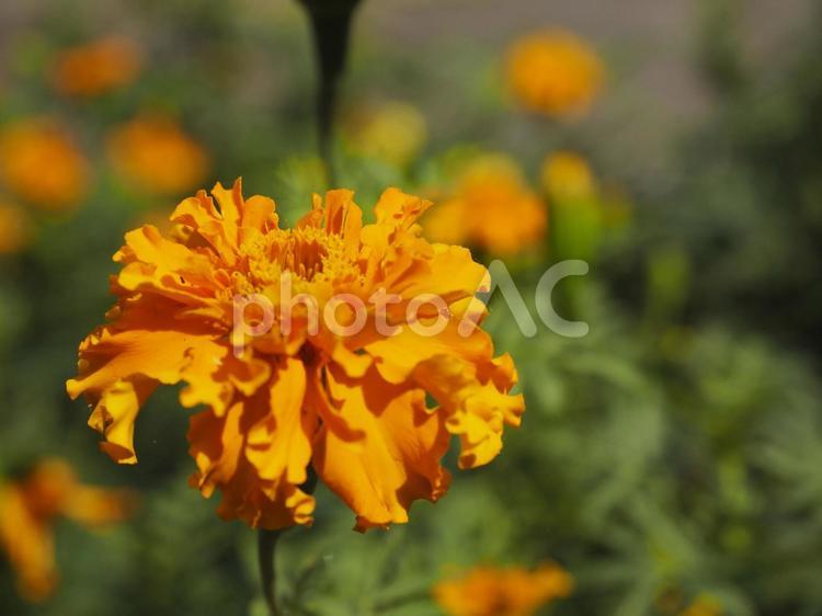 マリーゴールド、オレンジの花