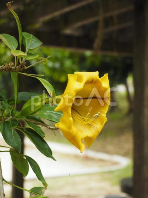 ラッパバナ（沖縄県那覇市）