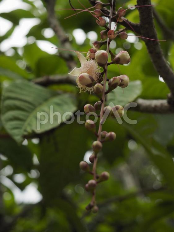 上部の花が落ちたサガリバナ（沖縄県那覇）