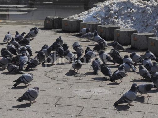 寒そうなハトたち（北海道札幌市）