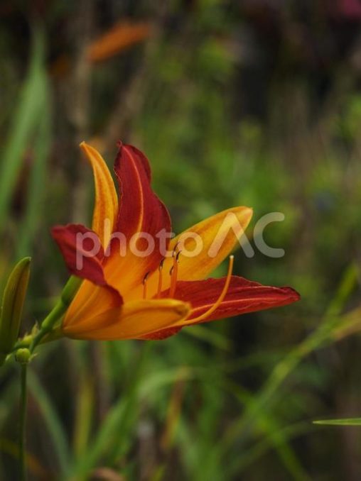 アキノワスレグサ、クワンソウ（沖縄県）