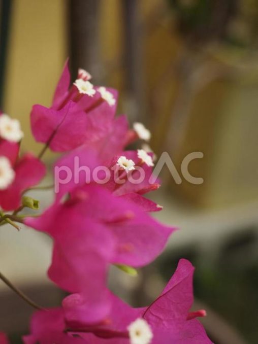 ブーゲンビリアの花（沖縄県那覇市）