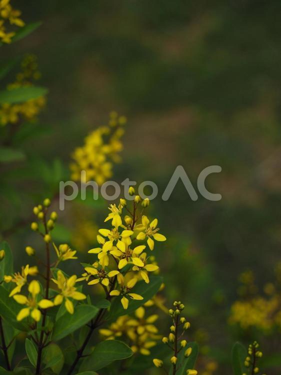 キントラノオ（沖縄県那覇市）