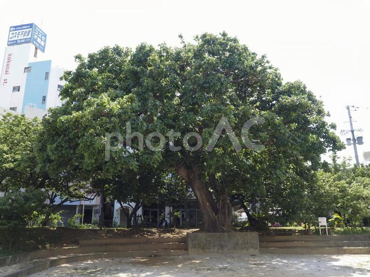 大きなデイゴの木、牧志公園（那覇市）