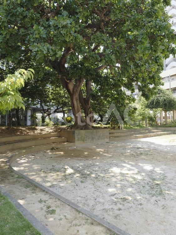 牧志公園の広場とデイゴの木（沖縄県那覇）