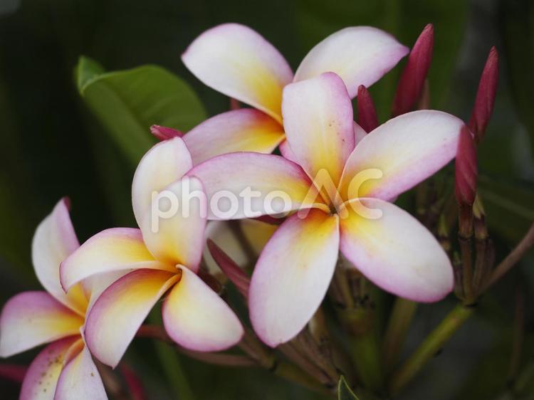 プルメリアの花