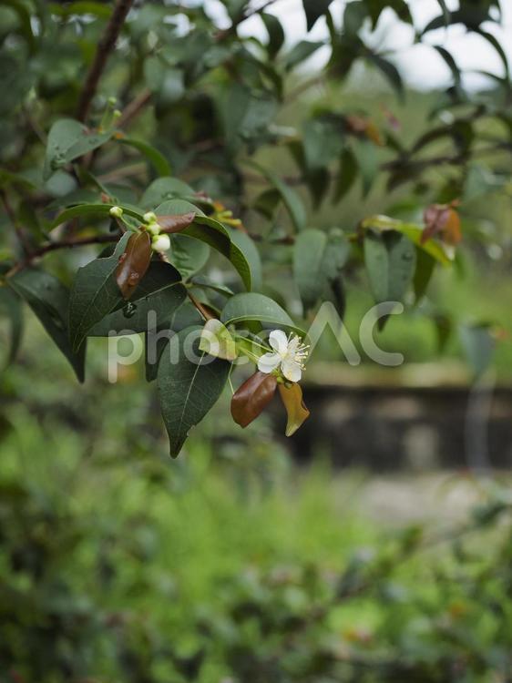 ピタンガ（沖縄県那覇市）