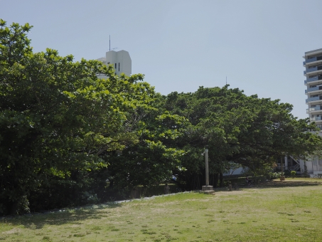 崇元寺公園の広場とガジュマル（沖縄県）