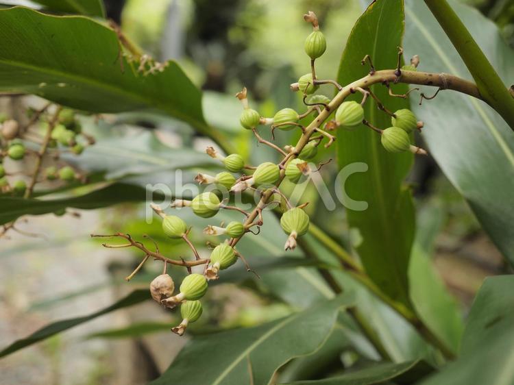 月桃の実（沖縄県那覇市）