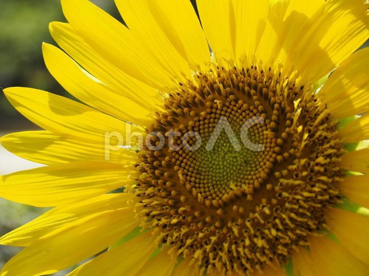 ひまわりの花（沖縄県那覇市）