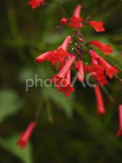 ハナチョウジ（沖縄県那覇市）
