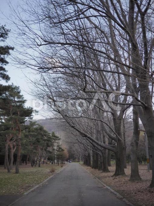 夕方の円山公園（北海道札幌市）