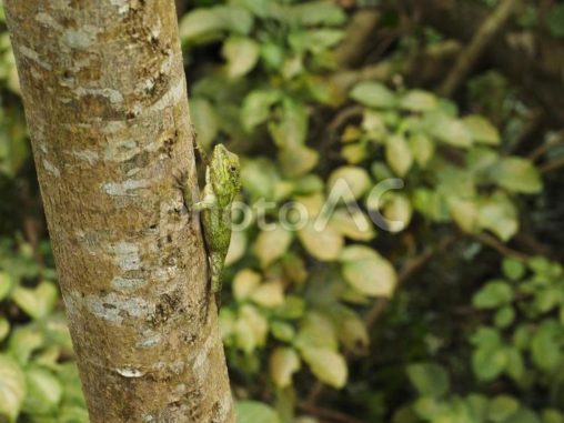 リュウキュウキノボリトカゲ（沖縄県）