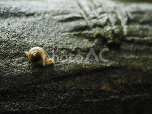 カタツムリ（沖縄県那覇市）