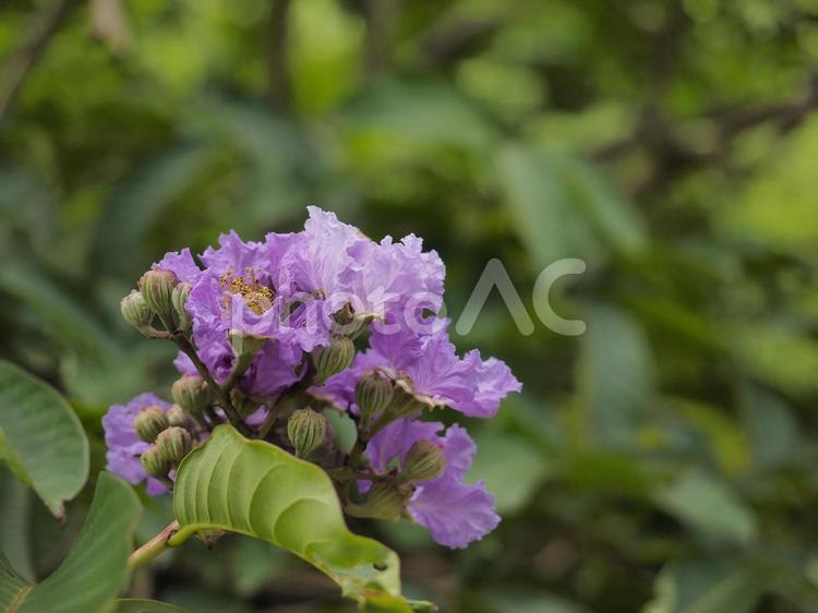 オオバナサルスベリの花（沖縄県那覇市）