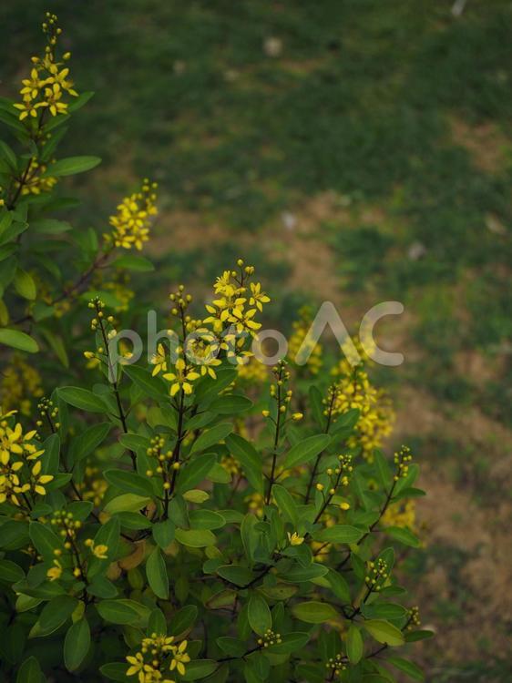 キントラノオ（沖縄県那覇市）