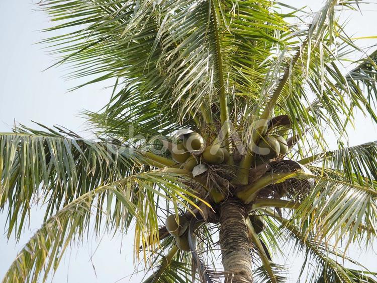 ヤシの木と実