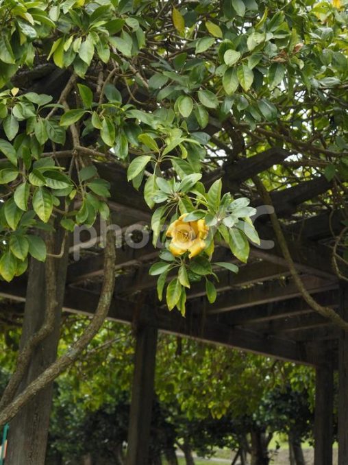ラッパバナ（沖縄県那覇市）